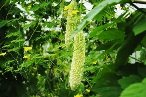 苦瓜的功效与作用 试试这个六种吃法清热解毒，美容养颜