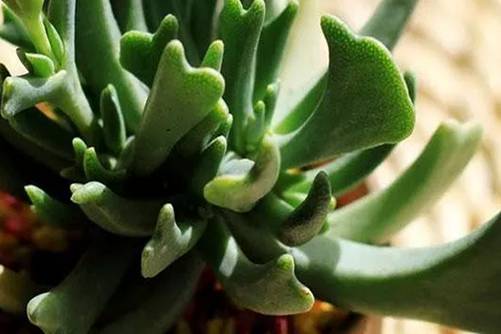 快刀乱麻种植方法，快刀乱麻名字霸气，长相很萌