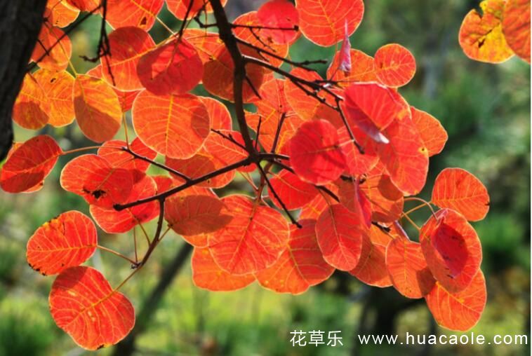 树木叶片为何秋日变红？最著名的观叶树木是黄栌