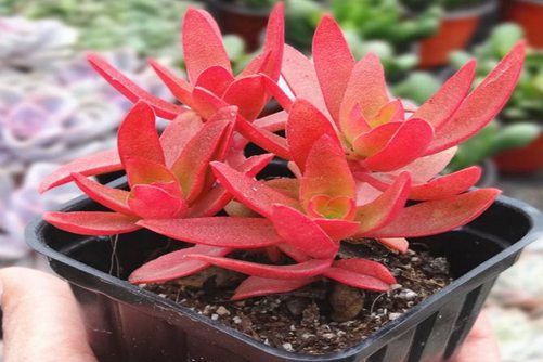 红色系多肉植物有哪些？常见24种红色系多肉图片鉴赏