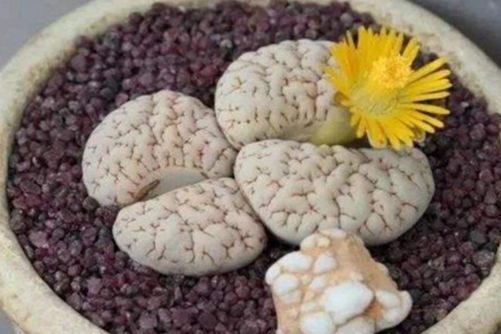 生石花怎么养？性感的PP这样养才丰满