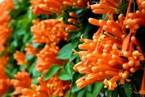 炮仗花图片，忽如一夜春风来 千树万树炮仗花开
