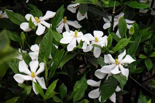 栀子花图片，高清栀子花图片大全