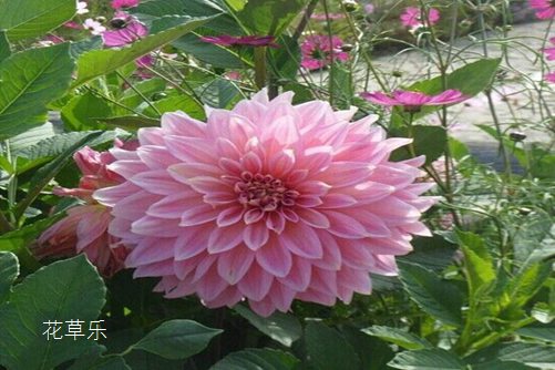 十二星座之处女座的花语：扶桑花、大理花