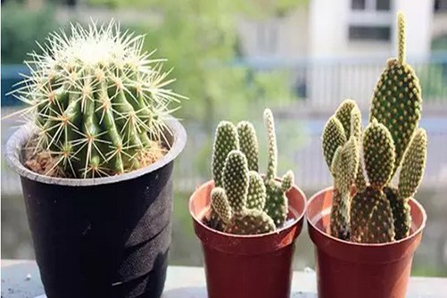 仙人球怎么养长得快？生长健壮，轻松成球的仙人球养殖方法