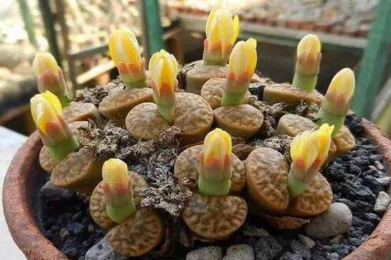 石生花图片，高清萌萌哒的石生花图片大全
