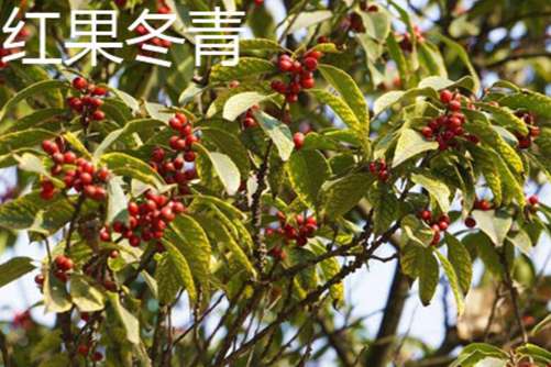 红果冬青的功效，红果冬青是火棘吗