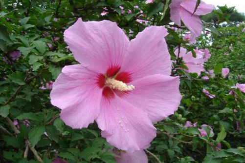 木槿花怎么养，掌握这四点技巧让木槿花大色艳