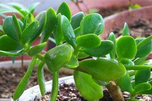 厚脸皮的养殖方法,厚脸皮植物这样养叶肥根壮