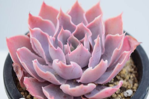 多肉粉红天使的养殖方法,又粉又萌你招架得住吗？
