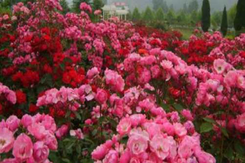 月季花品种介绍，为您介绍适合家庭养殖的月季花品种