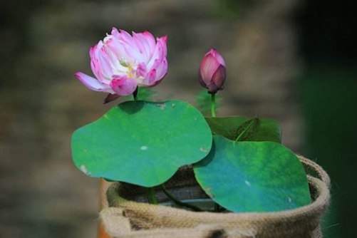 碗莲为什么不开花？原来你是这样的“水货”