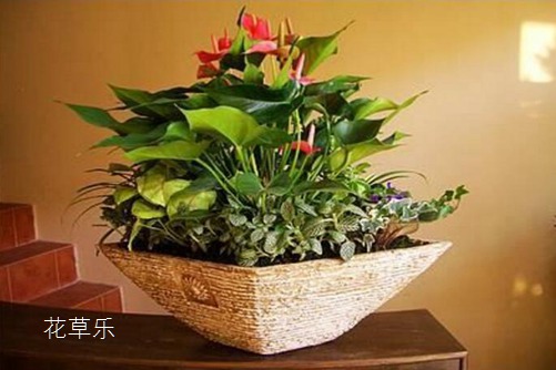 火鹤花是狮子座的守护花，火鹤的花语是什么？适合送什么人呢？