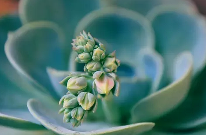 玉蝶开花吗？时光不语，静待花开