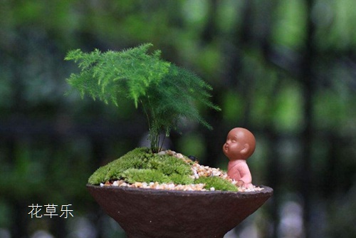 文竹花语及文竹名字由来