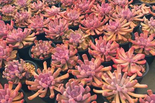 红色系多肉植物有哪些？常见24种红色系多肉图片鉴赏