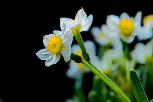 水仙花图片，水仙欲上鲤鱼去 一夜芙蓉红泪多