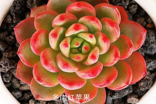 红苹果与青苹果及蓝苹果多肉的区别，看叶子变红的位置