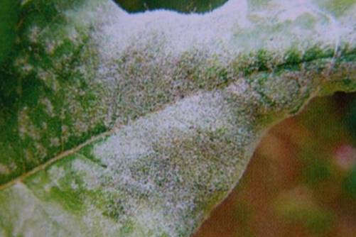 月季这样养 梅雨季后花开不断，还没病虫害