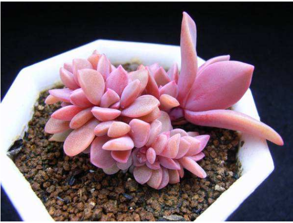多肉植物如何安全度夏？多肉植物安全度夏的妙招