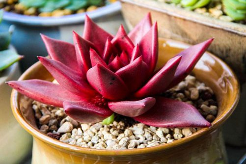红色系多肉植物有哪些？常见24种红色系多肉图片鉴赏