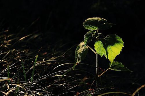 秋季花草盆栽养护,做好这七点来年花开不断 盆盆爆满