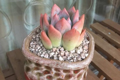 玛蒂尔达多肉怎么养？三步养出迷人的玛蒂尔达多肉