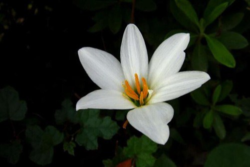 养殖白花葱兰做好这6点，才能清秀碧绿 亭亭玉立