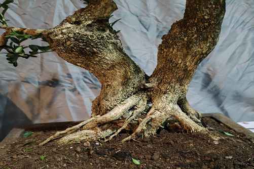 他一年养下山桩几万盆,秘诀就是做好这6点