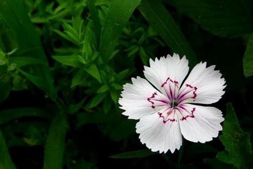 石竹花图片，高清石竹花图片大全