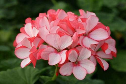 天竺葵图片，群芳典谱虽无影，本草神纲却有它