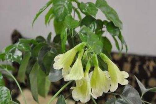 富贵树开花是什么征兆？富贵树开花好运来