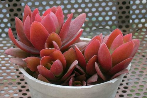 多肉植物夏天怎么养，注意这四点让多肉植物安全度夏