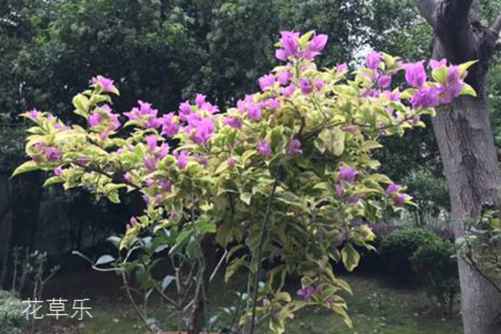 秋天开的花有哪些？原来有这么多花儿是开在秋天