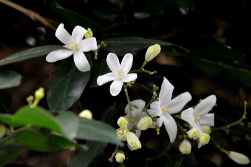 盆栽七里香花的养护秘诀，七里香花这样养花香醉人