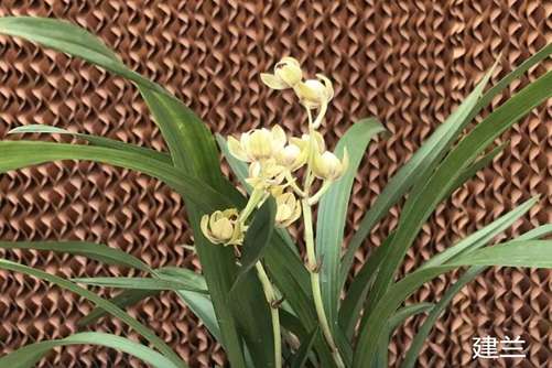 兰花怎么养才开花,先来了解一下兰花花期