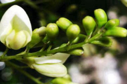 槐花图片，茶袅袅秋风多 槐花半成实
