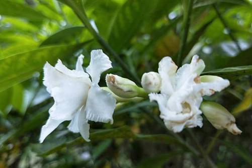 狗牙花图片，狗牙花 贞静如栀子，芳香似茉莉