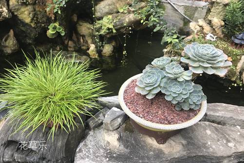 玉蝶黑腐怎么办？注意以下细节，你就是多肉界的圣手！