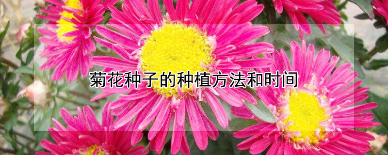 菊花种子的种植方法和时间