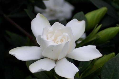 栀子花图片，高清栀子花图片大全