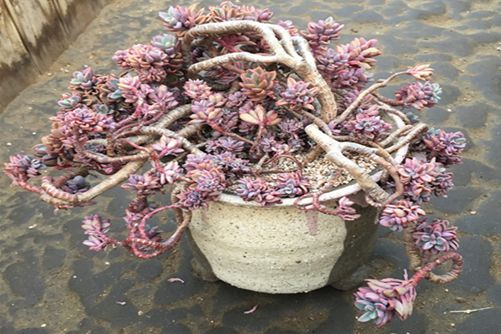 多肉植物怎么长成老桩? 最全多肉老桩养成法!从此老桩不是梦!