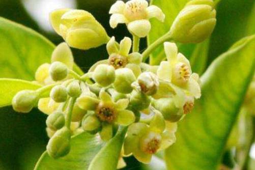 云香花图片，云香花唾影 波散雨吹愁