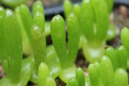 小兔子碧光环怎么种植养护？萌萌哒小兔子养成记