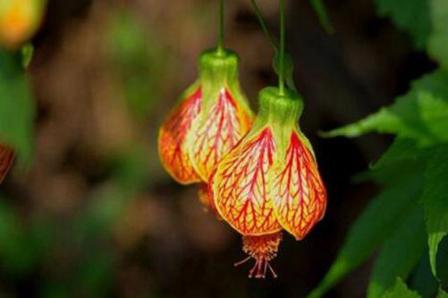 金玲花图片，金玲花 大红灯笼高高挂