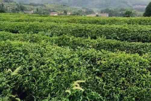 千岛银针图片， 千岛银针“会跳舞的茶”