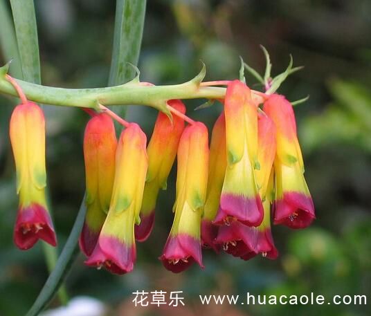 花语大全：立金花花语