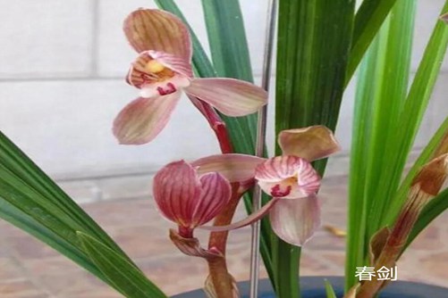 兰花怎么养才开花,先来了解一下兰花花期