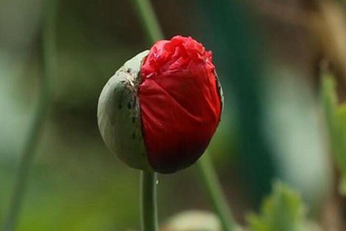 罂粟花图片，珍爱生命 远离毒品