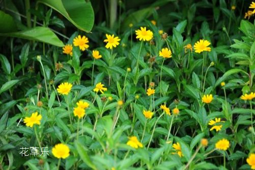 蟛蜞菊花语：脆贞不于、忠贞不渝